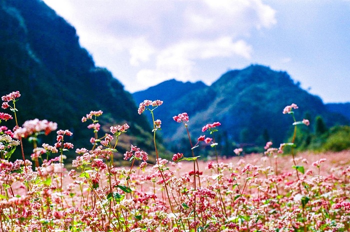 montagne jumelle Ha Giang fleur